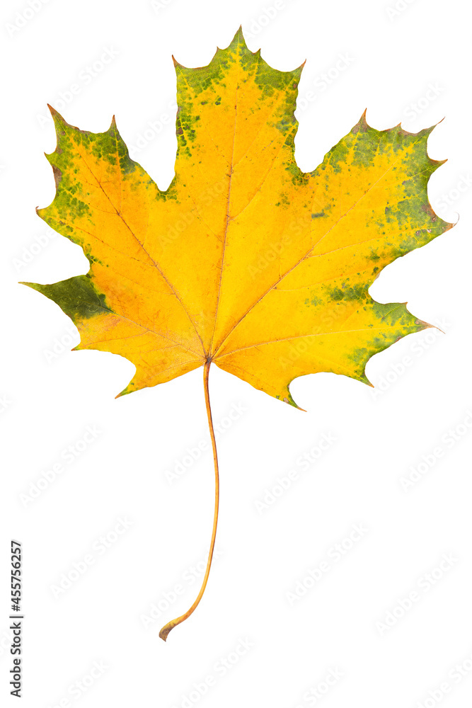 autumn maple leaf isolated on a white background