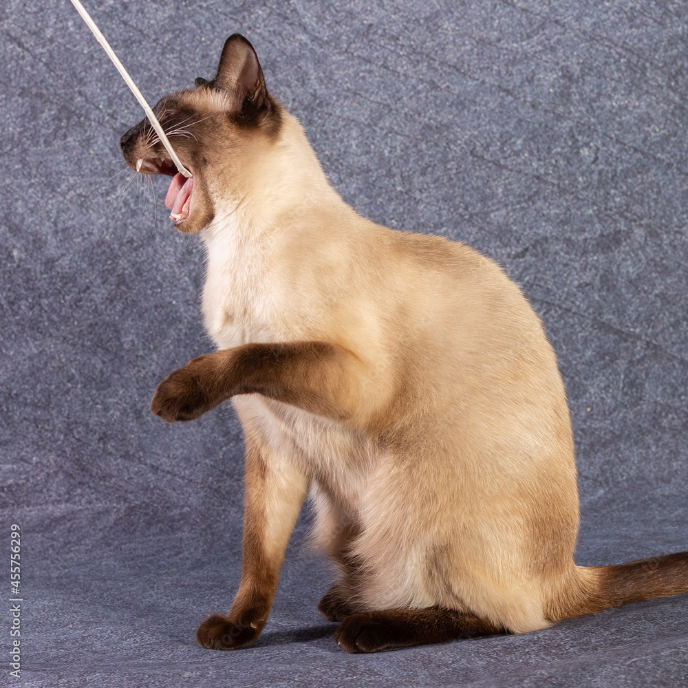 The bright cat of the Thai breed plays with a paper stick. Grey-blue background, close-up