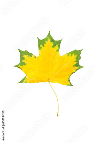 autumn maple leaf isolated on a white background