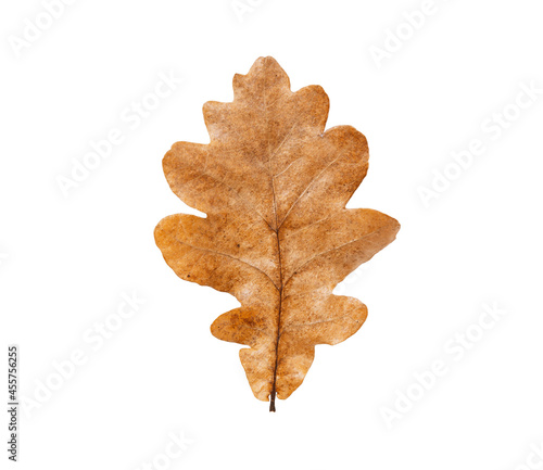 Fresh oak leaf on white isolated background. Autumn design element, autumn leaves. Brown oak leaf with wavy edges.