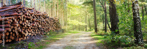 Natural wooden pine and spruce trees logs cut and stacked in pile, felled by logging timber industry. Pile of felled pine trees in forest background. Panoramic banner.