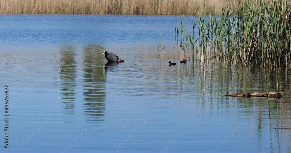 coot Eurasian coot, Fulica atra, feeding children on a lake coot Eurasian coot, Fulica atra, feeding children on a lake