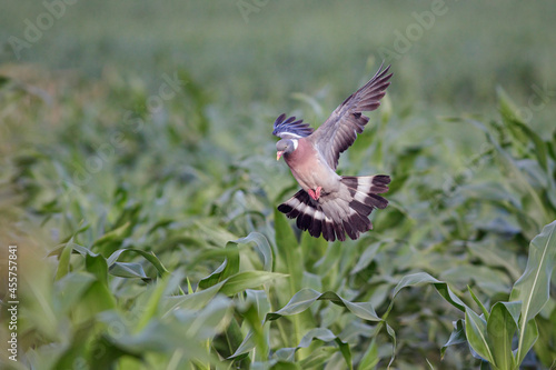 European wood pigeon landing in a corn field photo