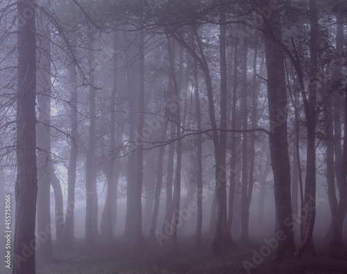 Fototapeta Naklejka Na Ścianę i Meble -  Analog foggy forest
