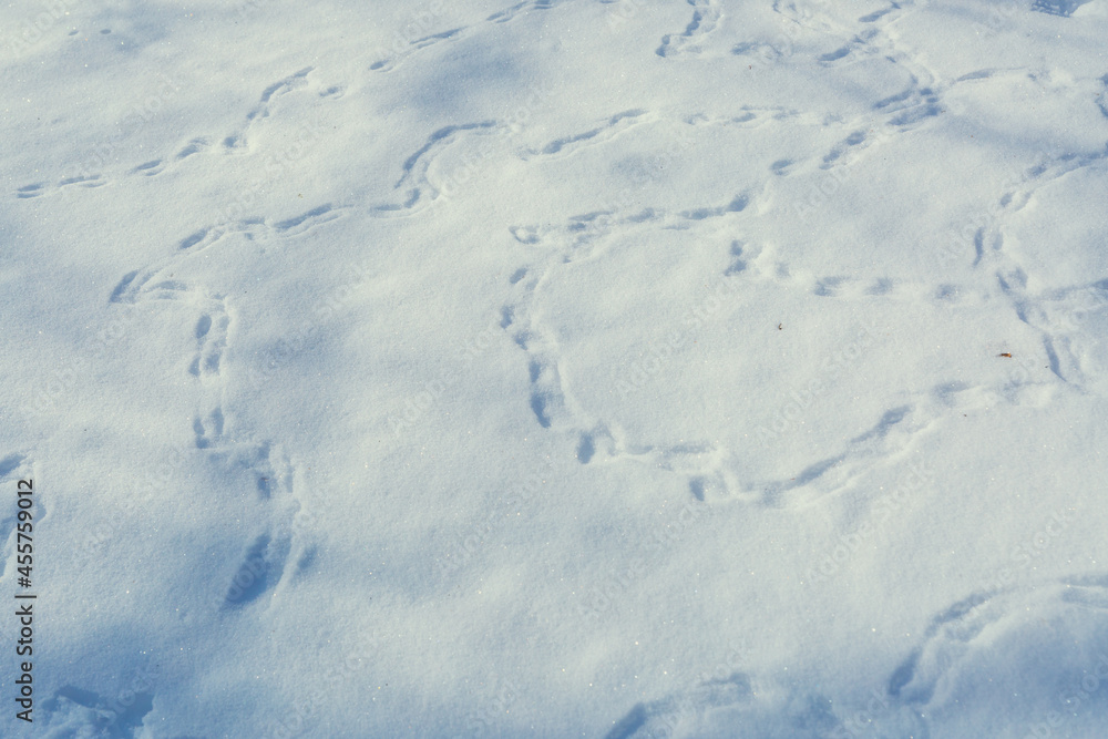 Many paths from the tracks of birds in the snow Many paths from the tracks of birds in the snow