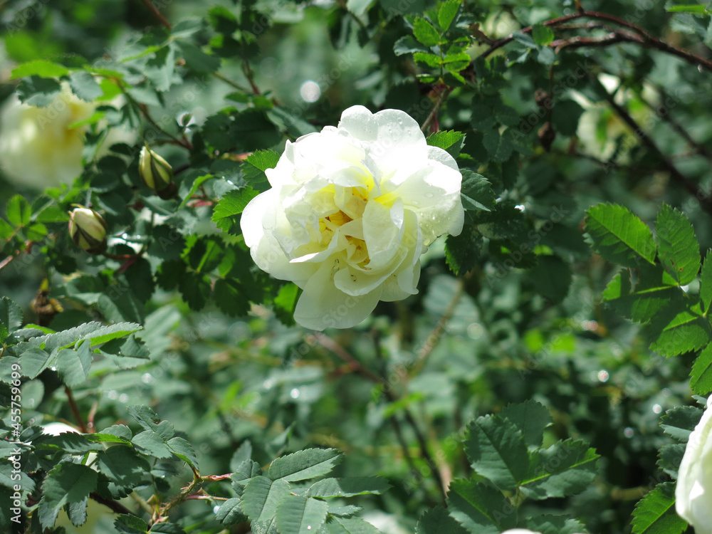 white rosehip blooms with lush flowers in summer white rosehip blooms with lush flowers in summer