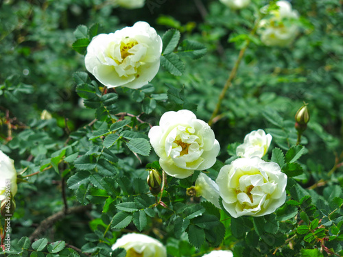 white rosehip blooms with lush flowers in summer