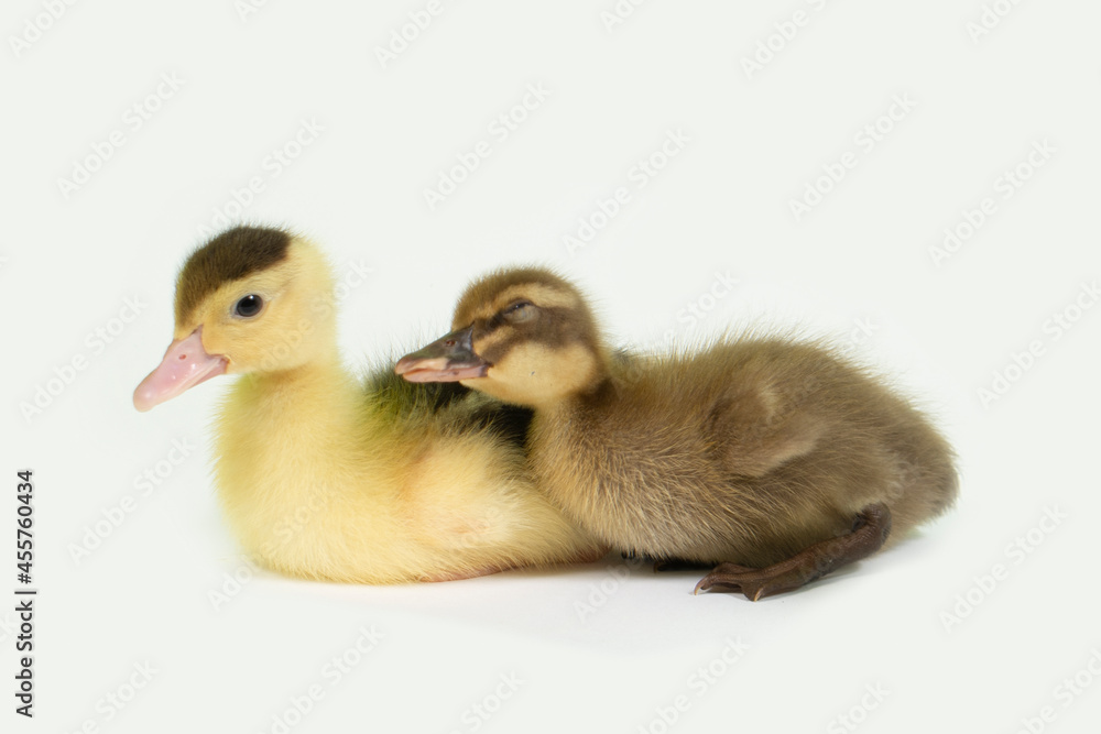 Cute animal baby duck white background Cute animal baby duck white background