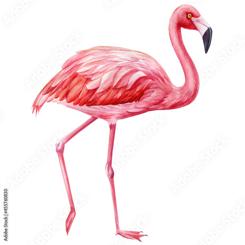 Flamingo on isolated white background, watercolor botanical illustration. Wildlife