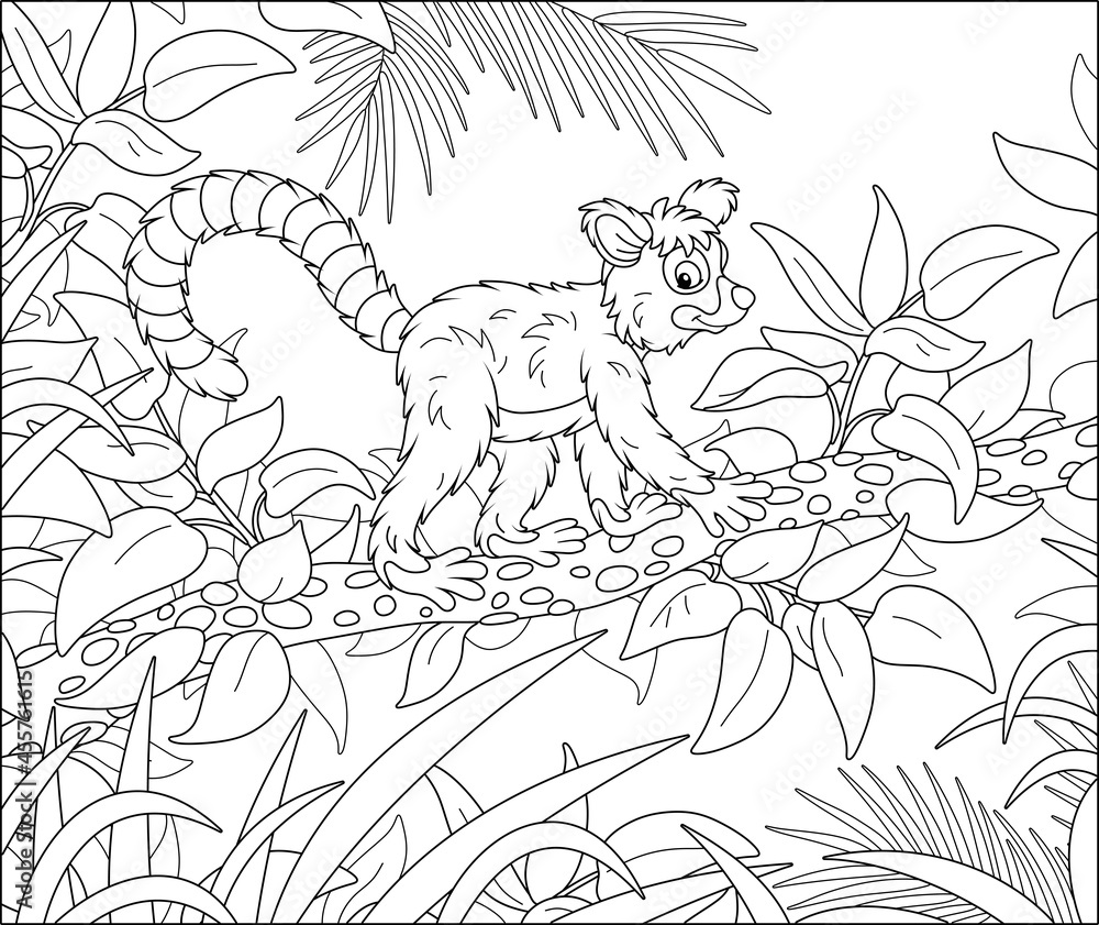 Exotic tropical Madagascar lemur with a very long striped tail walking in thickets of a rainforest, black and white outline vector cartoon illustration for a coloring book page Exotic tropical Madagascar lemur with a very long striped tail walking in thickets of a rainforest, black and white outline vector cartoon illustration for a coloring book page