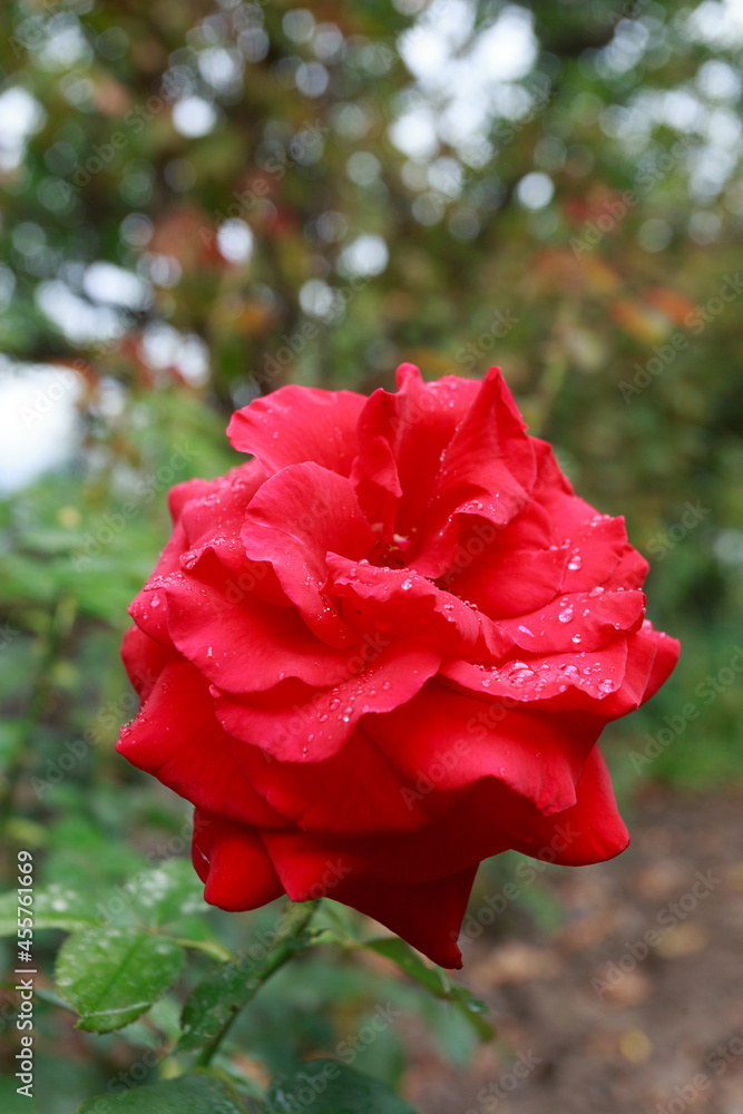 Beautiful red rose in a garden after rain Beautiful red rose in a garden after rain