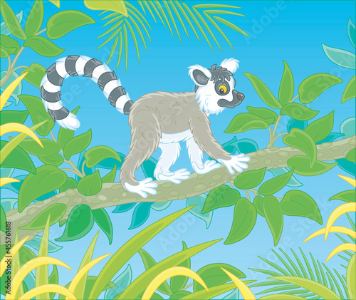 Exotic tropical Madagascar ring-tailed lemur walking in thickets of a rainforest, vector cartoon illustration isolated on a white background