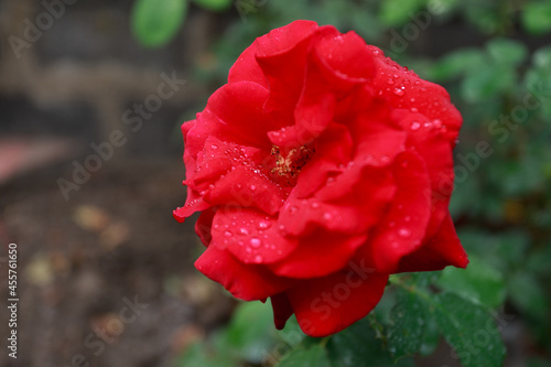 Beautiful red rose in a garden after rain