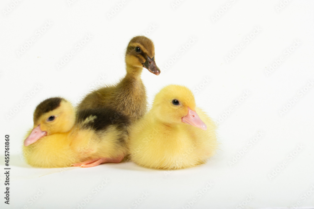 Cute animal baby duck white background