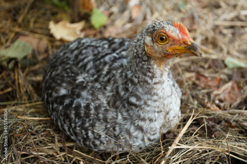 Grey chick in the garden, close-up