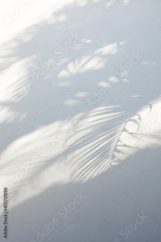 Palm shadow white photo