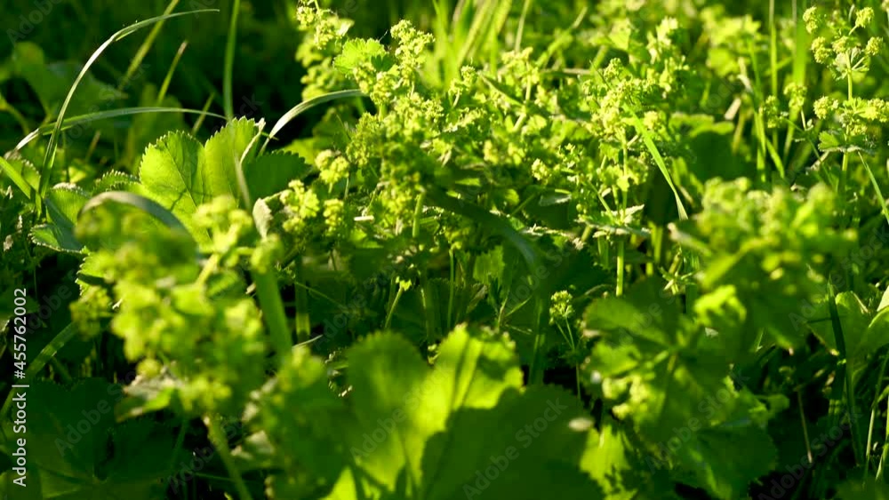 Cuff plant panorama video. Medicinal plant in the field. High quality 4k footage Cuff plant panorama video. Medicinal plant in the field. High quality 4k footage