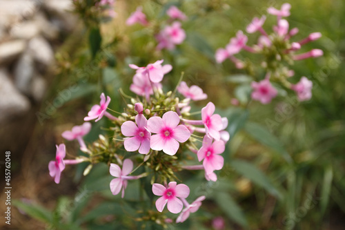Pink phloxes blossoming in the summer garden © sveten