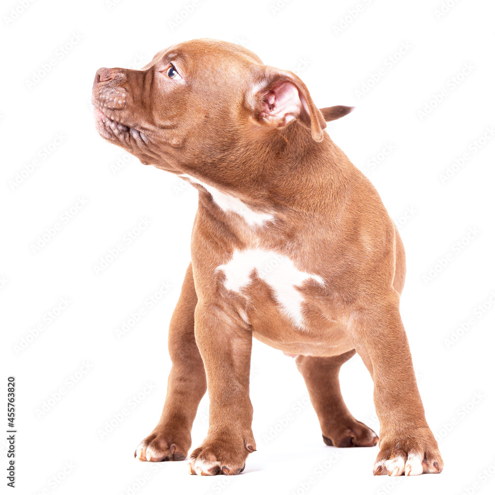 A brown American bully puppy stands calmly and looks away. Isolated on a white background