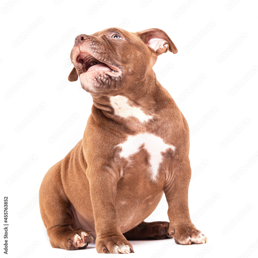 Fototapeta premium A brown American bully puppy sits quietly and looks away. Isolated on a white background