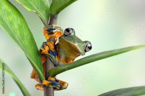 Black-webbed tree frog ( Rhacophorus reinwardtii )  hanging on a leaf photo