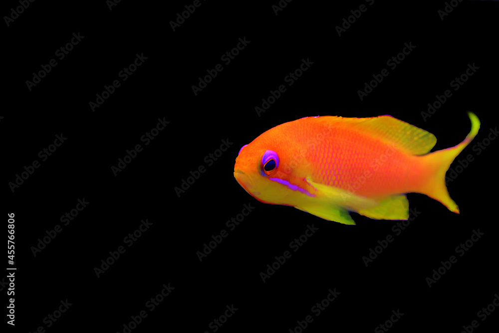 Lyretail Anthias Coralfish - (Pseudanthias squamipinnis) Lyretail Anthias Coralfish - (Pseudanthias squamipinnis)