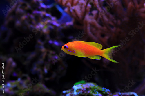 Fototapeta Naklejka Na Ścianę i Meble -  Lyretail Anthias Coralfish - (Pseudanthias squamipinnis)