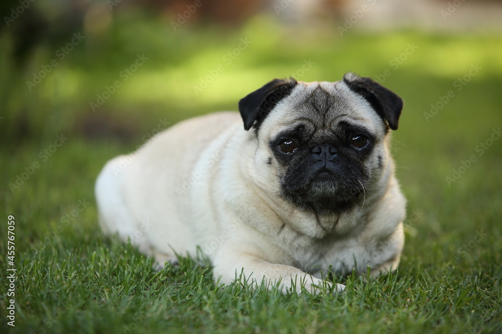 Obraz premium Mops im Garten