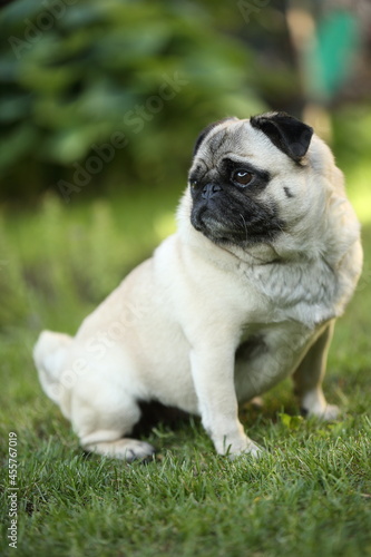 Mops sitzen im Garten 2