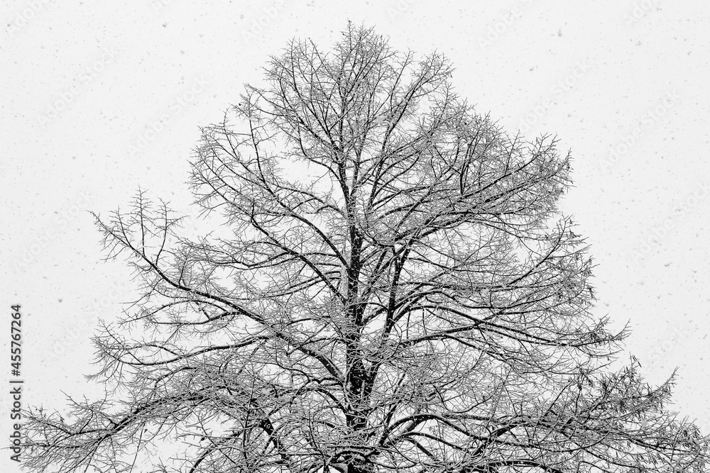 Obraz premium black and white tree