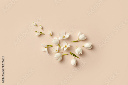 Jasmine flowers photo