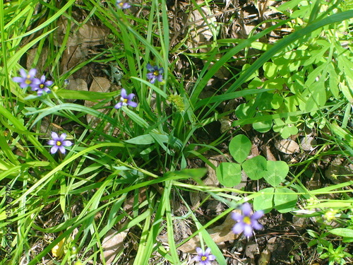 blue wildflowers