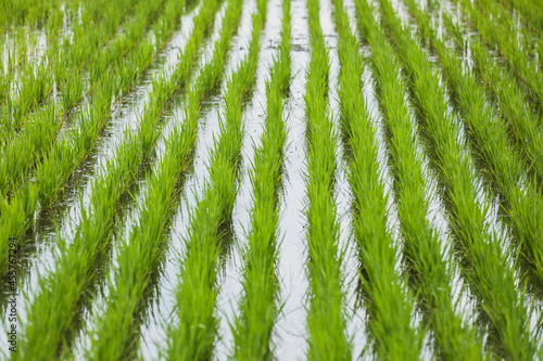Rice Paddy Field