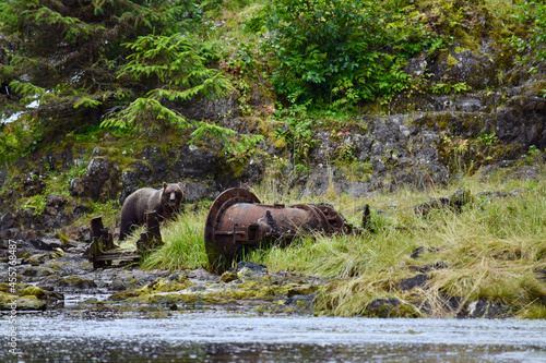 Grizzly in Alaska