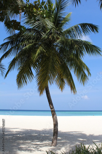 Palm tree on white sandy beach sea view background wallpaper Maldives island