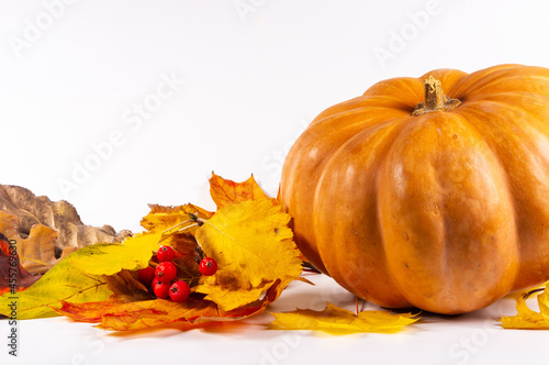 Autumn art composition - varied dried leaves  pumpkins  fruits  rowan berries on white background. Autumn  fall  halloween  thanksgiving day concept. Autumn still life.