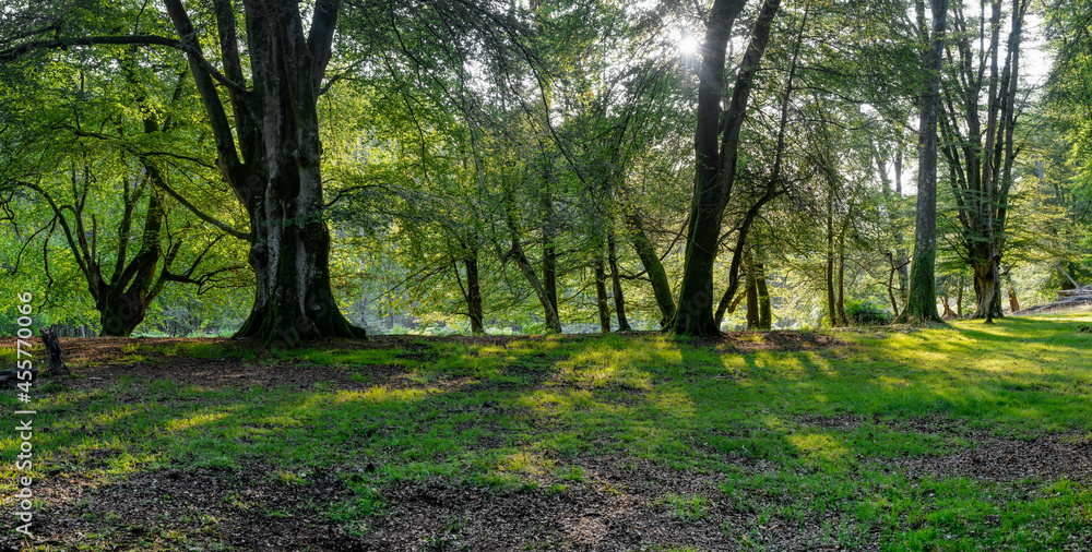 Summer sunrise over woodland in the New Forest , near Lyndhurst in Hampshire, England Summer sunrise over woodland in the New Forest , near Lyndhurst in Hampshire, England