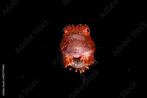 Pacific Spiny Lumpsucker