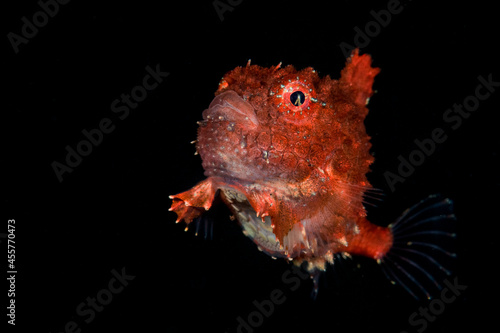 Pacific Spiny Lumpsucker photo