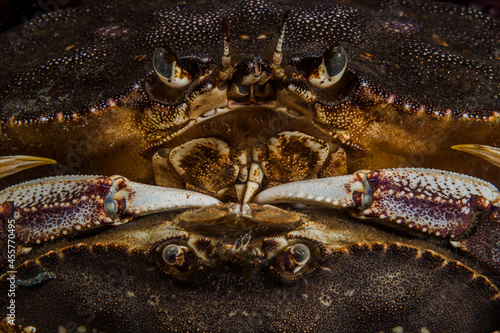 Mating Dungeness Crabs photo