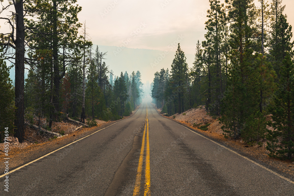 Asphalt lonely road between trees. Asphalt lonely road between trees.