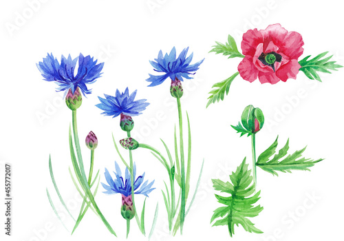 An illustration of watercolor flowers of a cornflower on long stems with buds and a poppy flower and leaves .Printing, decor, postcard.