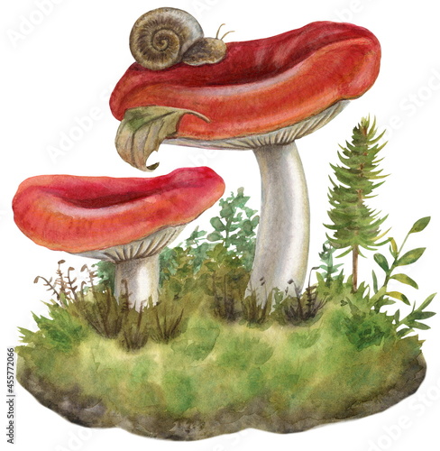 Watercolor botanical illustration, russula mushrooms, snail, leaves, moss.