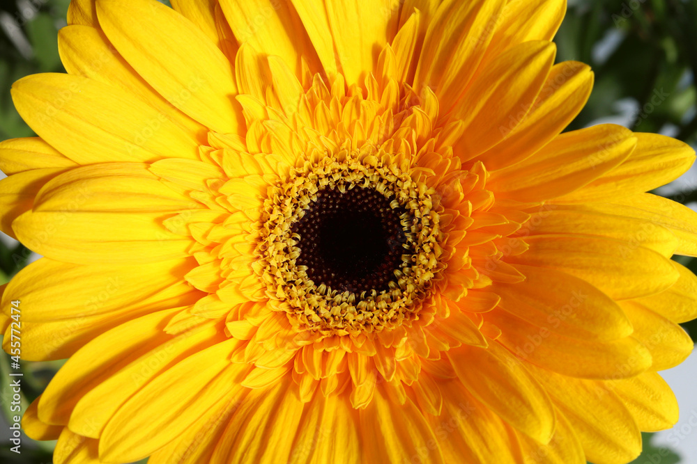 Yellow gerbera bright, flower close-up, wallpaper Yellow gerbera bright, flower close-up, wallpaper