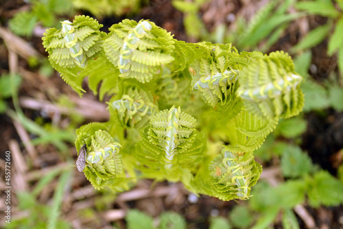 Fern, forest, nature, green
