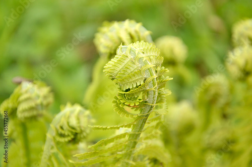 Fern, forest, nature, green