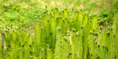 Fern, forest, nature, green