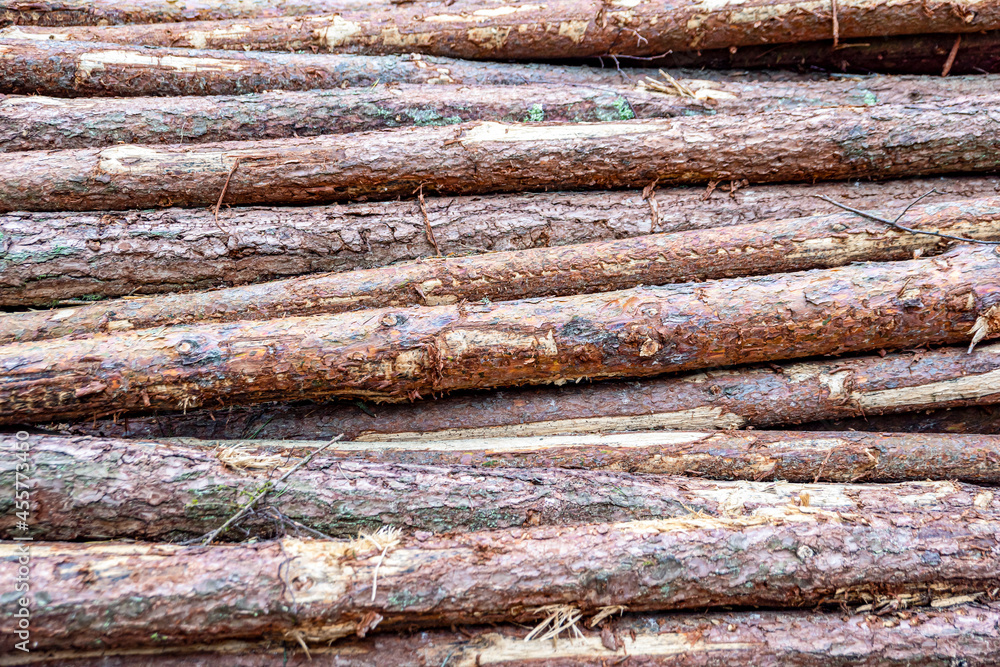 Logs in a heap. harvesting pine logs in the forest. Folded wood. A pile of logs in a coniferous forest. Tree trunks