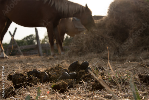 Canvas Print Heap of horse dung close up