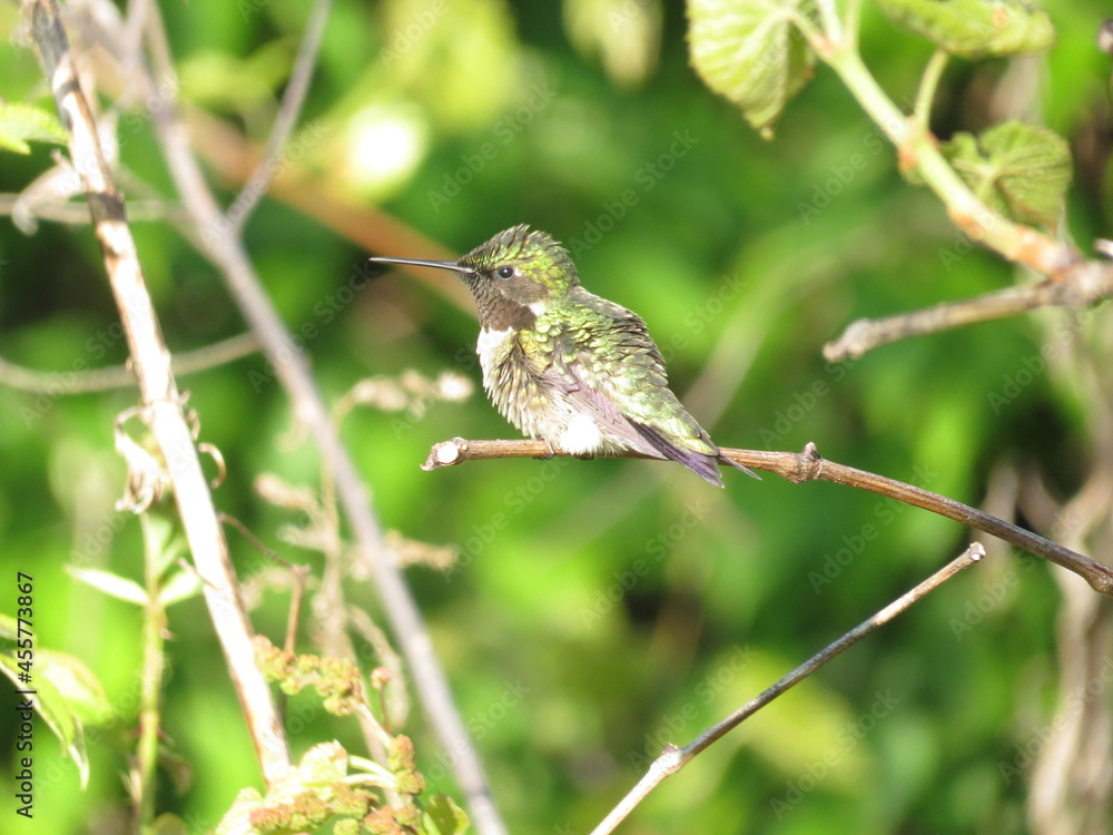 Male Ruby throated hummingbird perched on branch with background of green foliage in summer or spring in midwest ohio. Male Ruby throated hummingbird perched on branch with background of green foliage in summer or spring in midwest ohio.